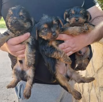 Cuccioli di Yorkshire Terrier Mini Toy in adozione gratuita | Foto 1