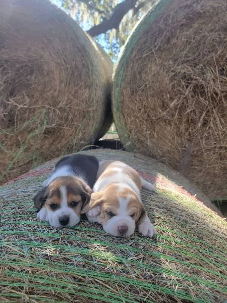 Cuccioli di Beagle in regalo, maschi e femmine
