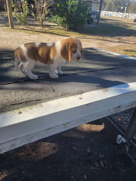 Cuccioli di Beagle in regalo, maschi e femmine | Foto 1