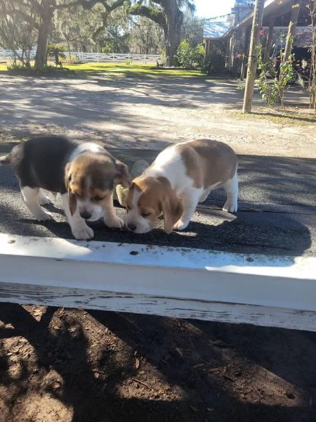 Cuccioli di Beagle in regalo, maschi e femmine | Foto 0