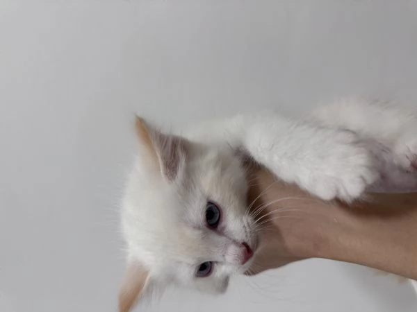 Ragdoll | Foto 4