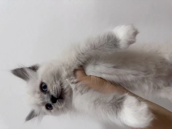 Ragdoll | Foto 1
