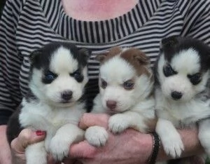 Adorabili cuccioli di husky siberiano