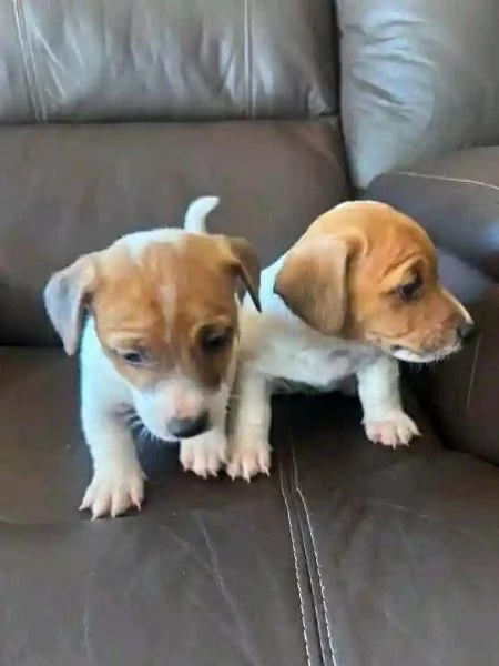 Regalo Cuccioli di Jack Russell – 10 Settimane