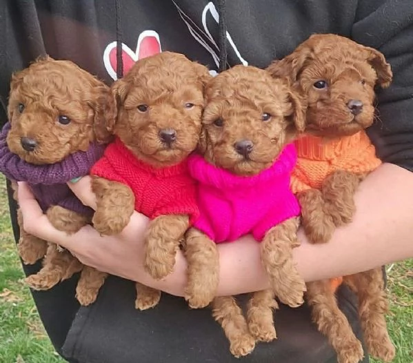 Regalo Cucciolo di Barboncino – Cerca una Famiglia Amorevole