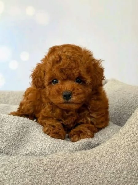 Due cuccioli di Barboncina toy  | Foto 0