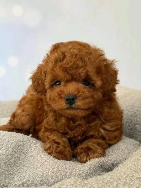 Due cuccioli di Barboncina toy 