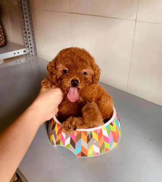Cuccioli di Barboncini taglia piccola
