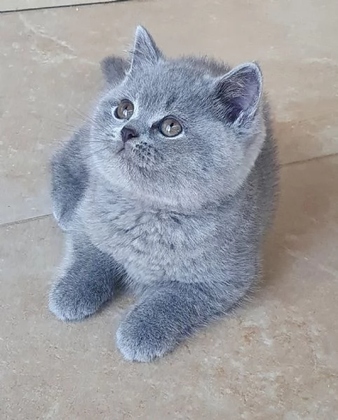 British Shorthair aspetta casa