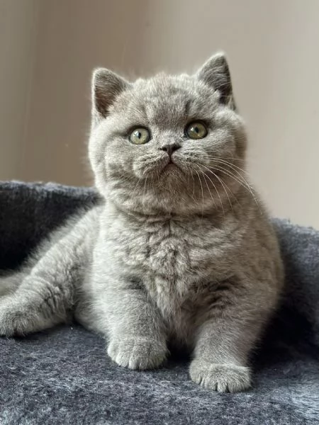 Cuccioli British shorthair