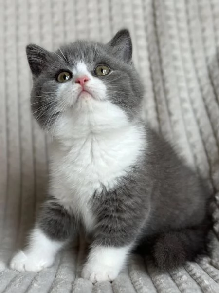 Cuccioli British shorthair | Foto 0