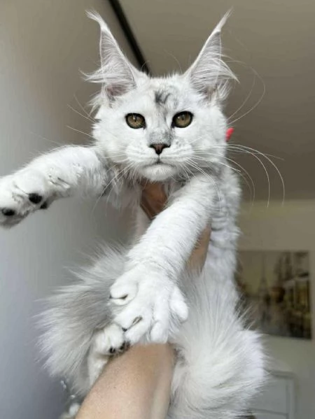 Due Cuccioli Main Coon