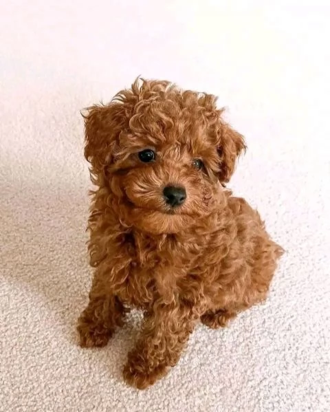 Due cuccioli di Barboncina toy  | Foto 0
