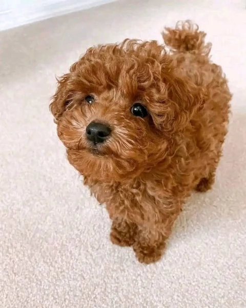 Due cuccioli di Barboncina toy 