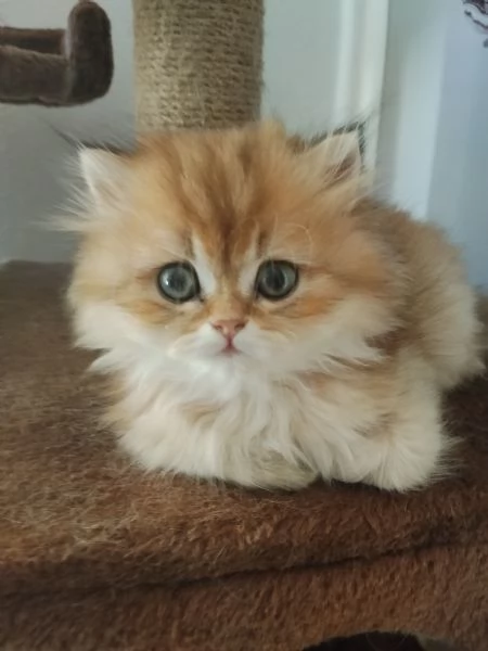 Cucciolo British longhair 
