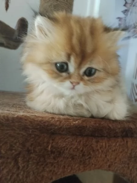 Cucciolo British longhair  | Foto 2