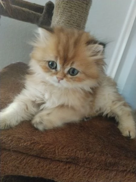 Cucciolo British longhair  | Foto 1