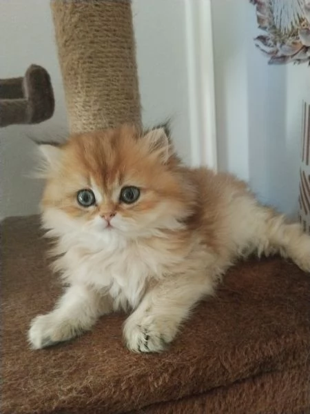 Cucciolo British longhair  | Foto 0