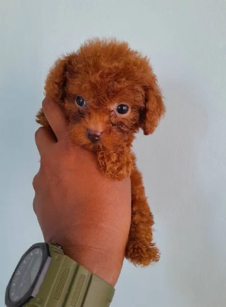 Due cuccioli di Barboncina toy  | Foto 0