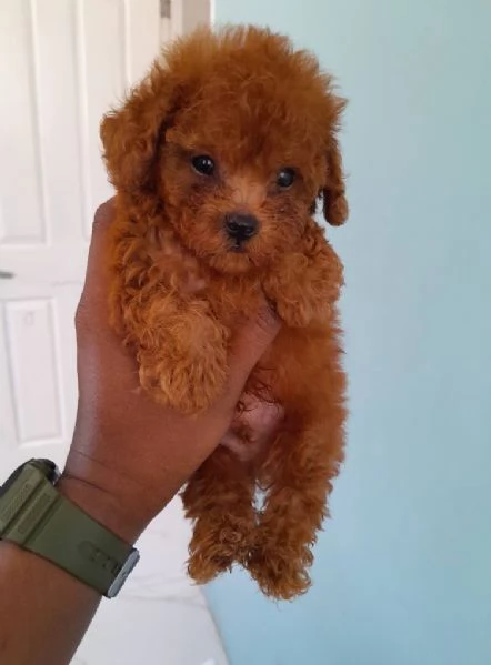Due cuccioli di Barboncina toy 