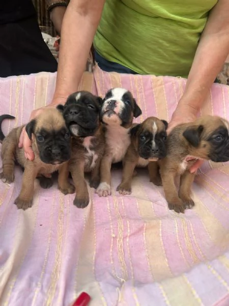 CUCCIOLI BOXER FULVI