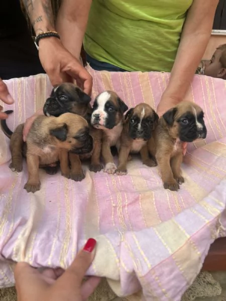 CUCCIOLI BOXER FULVI | Foto 4