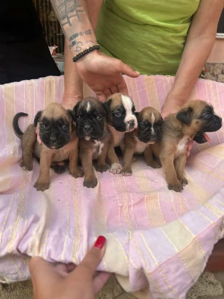 CUCCIOLI BOXER FULVI | Foto 3