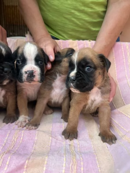 CUCCIOLI BOXER FULVI | Foto 2
