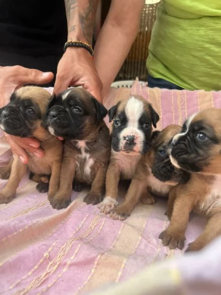 CUCCIOLI BOXER FULVI | Foto 1