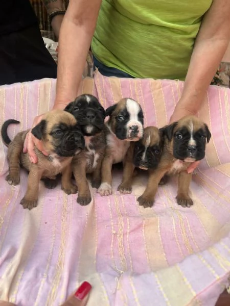 CUCCIOLI BOXER FULVI | Foto 0