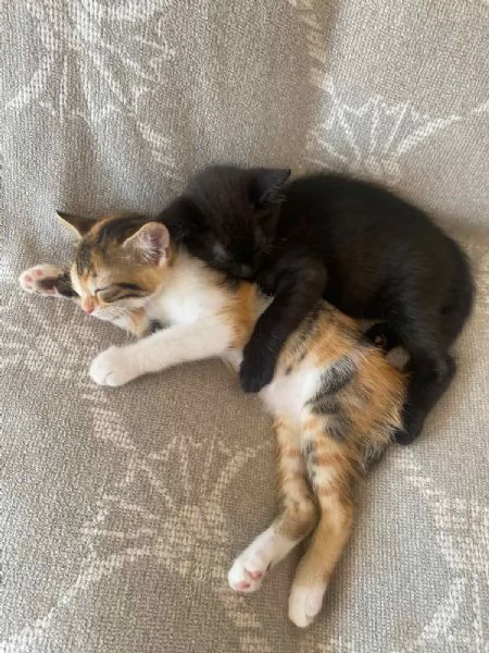 Due gattini in regalo 2 mesi