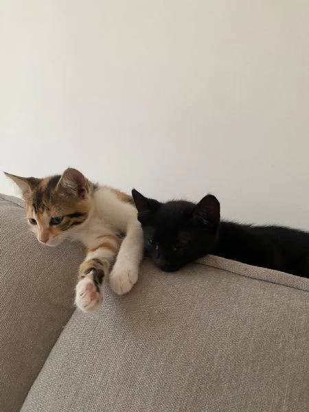 Due gattini in regalo 2 mesi | Foto 0