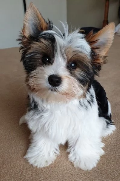 Yorkshire Terrier  | Foto 0