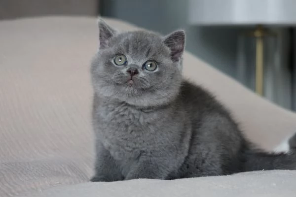 Gattini British Shorthair