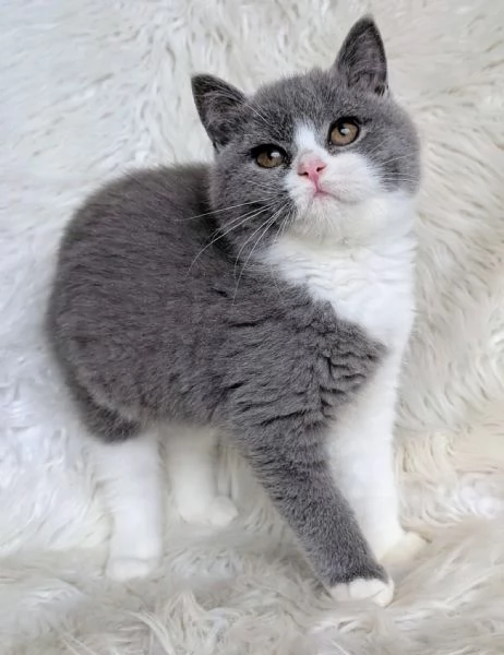 British Shorthair aspetta casa | Foto 2
