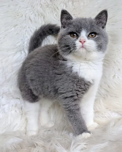 British Shorthair aspetta casa | Foto 0