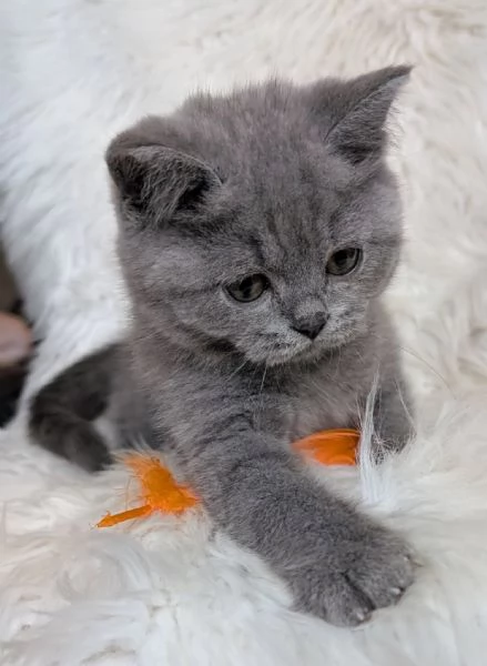 British Shorthair aspetta casa