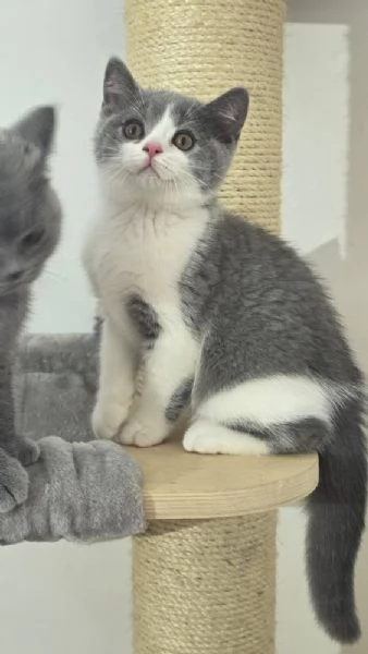 Due cucciole british shorthair | Foto 0