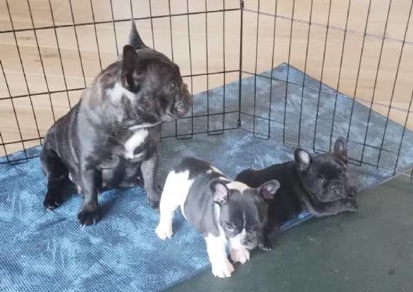 Cuccioli di Bulldog francese | Foto 3