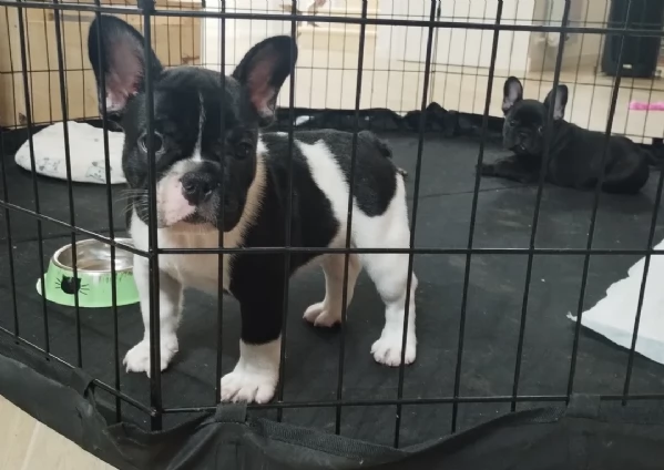 Cuccioli di Bulldog francese | Foto 0