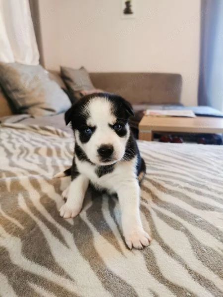 Regalo cucciolo di husky per adozione | Foto 5