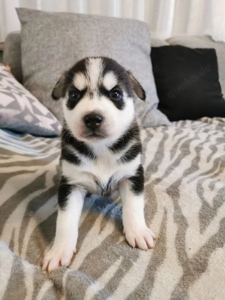 Regalo cucciolo di husky per adozione | Foto 4