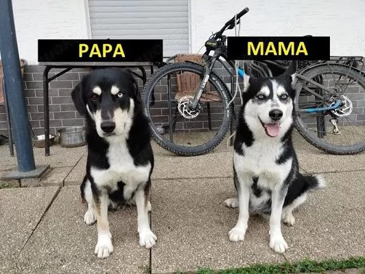 Regalo cucciolo di husky per adozione | Foto 3