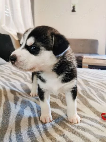 Regalo cucciolo di husky per adozione | Foto 2