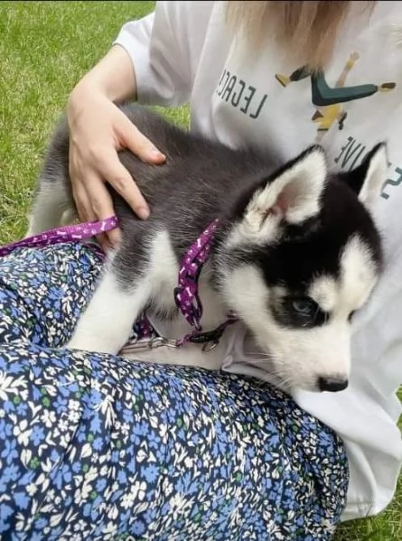 Regalo cucciolo di husky per adozione