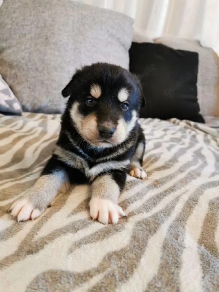 Regalo cucciolo di husky per adozione | Foto 1