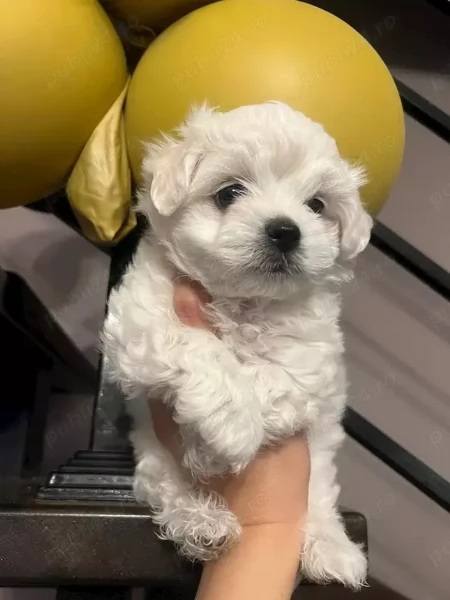 Cuccioli di maltese | Foto 2