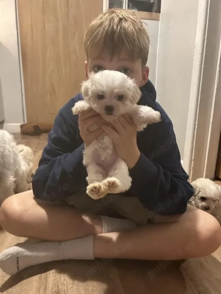 Cuccioli di maltese | Foto 1