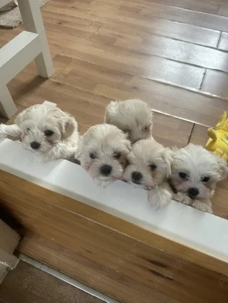 Cuccioli di maltese
