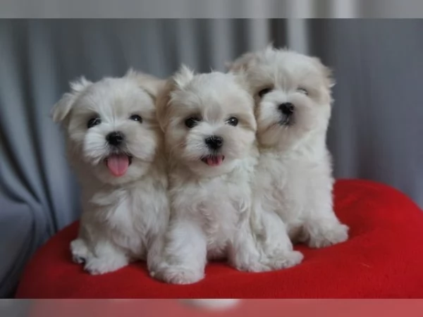 Cuccioli di maltese | Foto 0